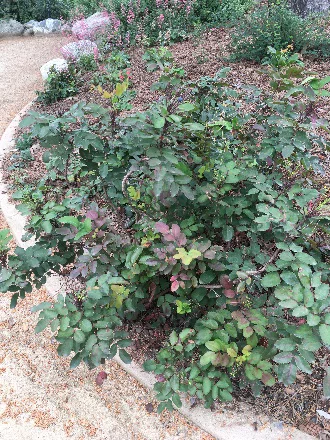 Healthy rose bush growing in garden.