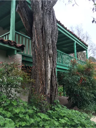 Historic building with wooden balcony and large tree