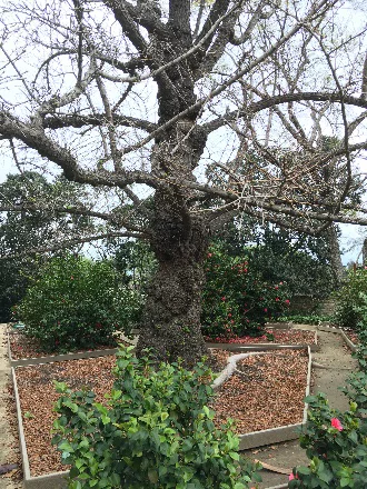 Large tree with bare branches in a garden.