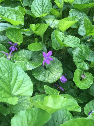 Purple flowers among green leaves in garden