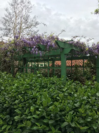 Green pergola with purple wisteria flowers and foliage.